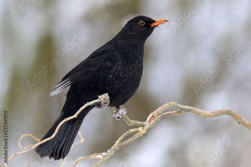 Amsel-M  nnchen im Winter