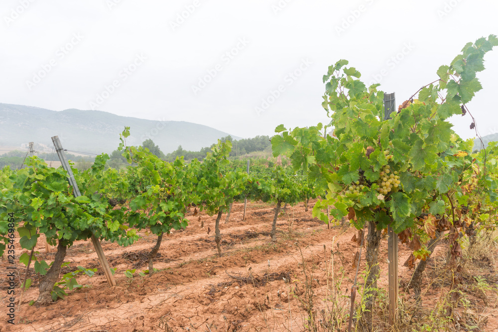 Ripe grapes in a vineyard, Spain