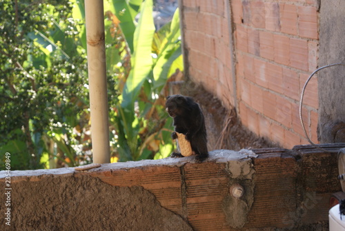 macaquinhos  photo