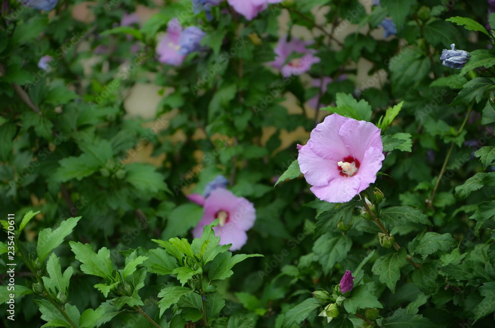 pink flowers in the garden pink flowers in the garden