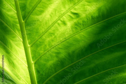 Abstract detail on leaf nature background back light from tropical forest.