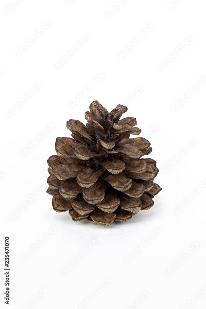 Brown pine cone on white background photographs Brown pine cone on white background photographs