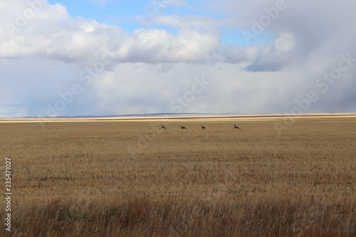 Fotografie steppe roe deer