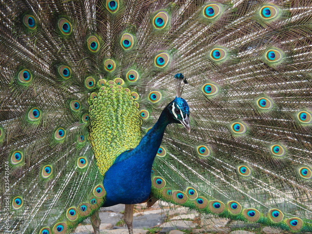 Obraz premium Pfau II