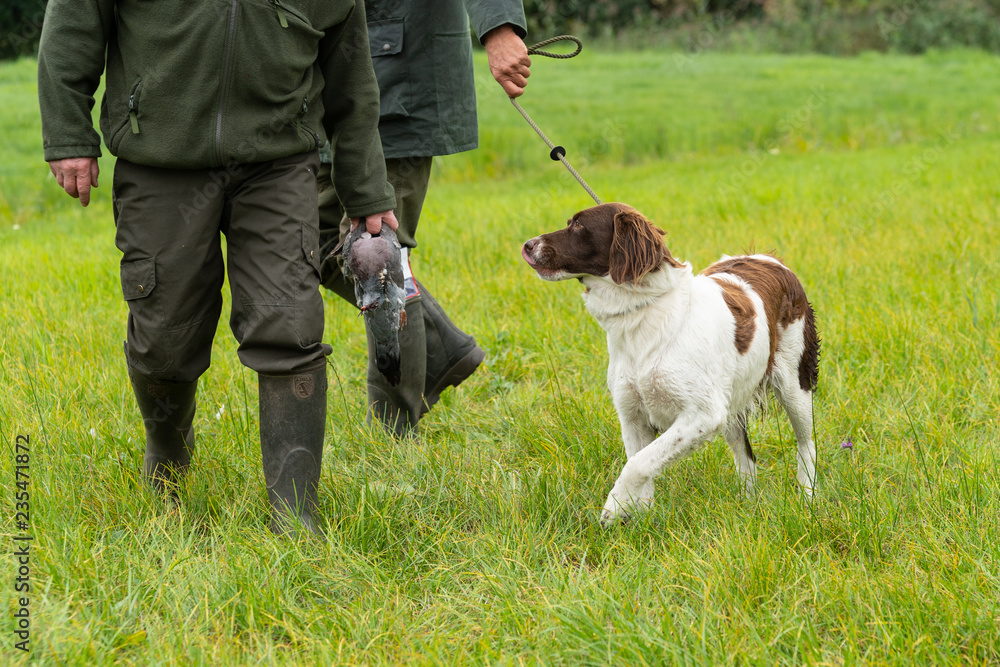 Dutch partridge dog, Drentse patrijs hond, walking on a leash with two hunters holding a pigeon in a field