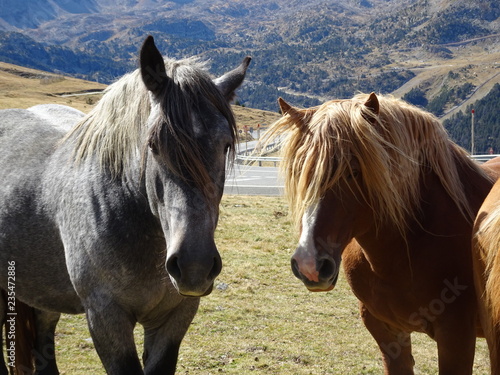 Horses Andorra Principality Pyr  n  es