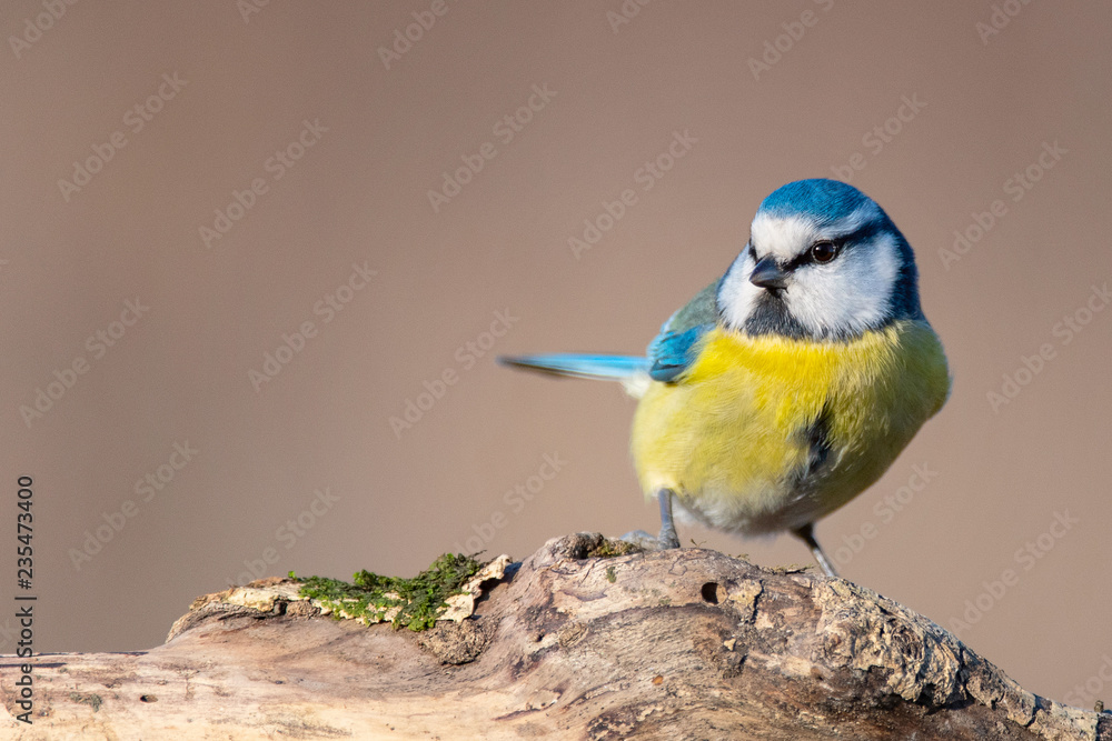 Blue tit, Cyanistes caeruleus, sitting on a stump. Blue tit, Cyanistes caeruleus, sitting on a stump.