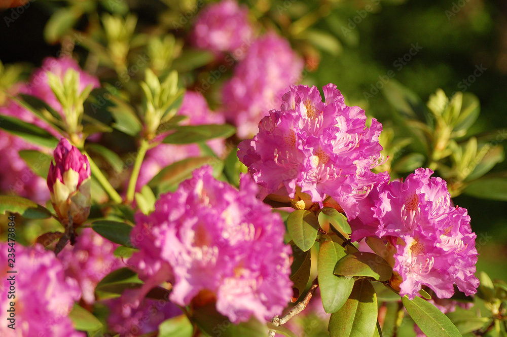 Obraz premium Pink Flowers