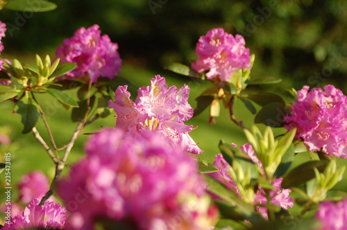 Pink Flowers