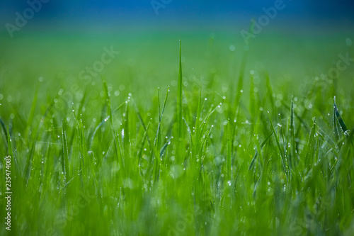 Fresh grass with dew drops, Close up.