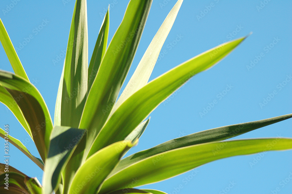 BlueSky Yucca BlueSky Yucca