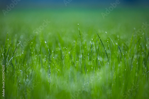 Fresh grass with dew drops, Close up.