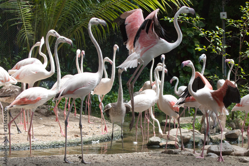 Flamingo . Flamingo .