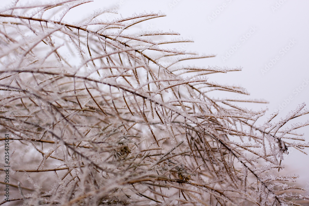 frozen plants in early morning close up. winter concept