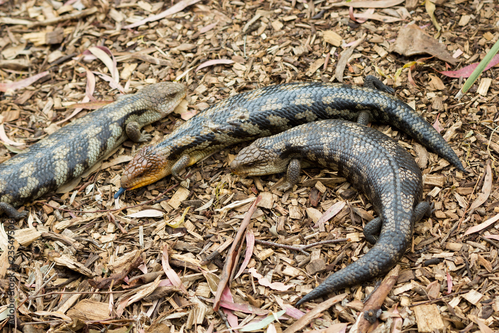 Fototapeta premium Tasmanian blue-tongued lizards