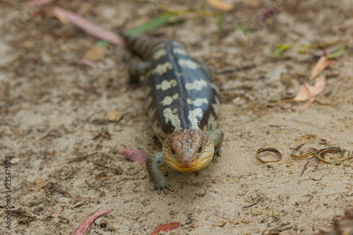 close up Tasmanian blue-tongued lizard close up