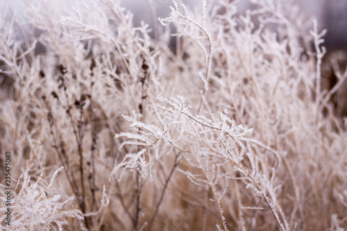 frozen plants in early morning close up. winter concept © Andrii