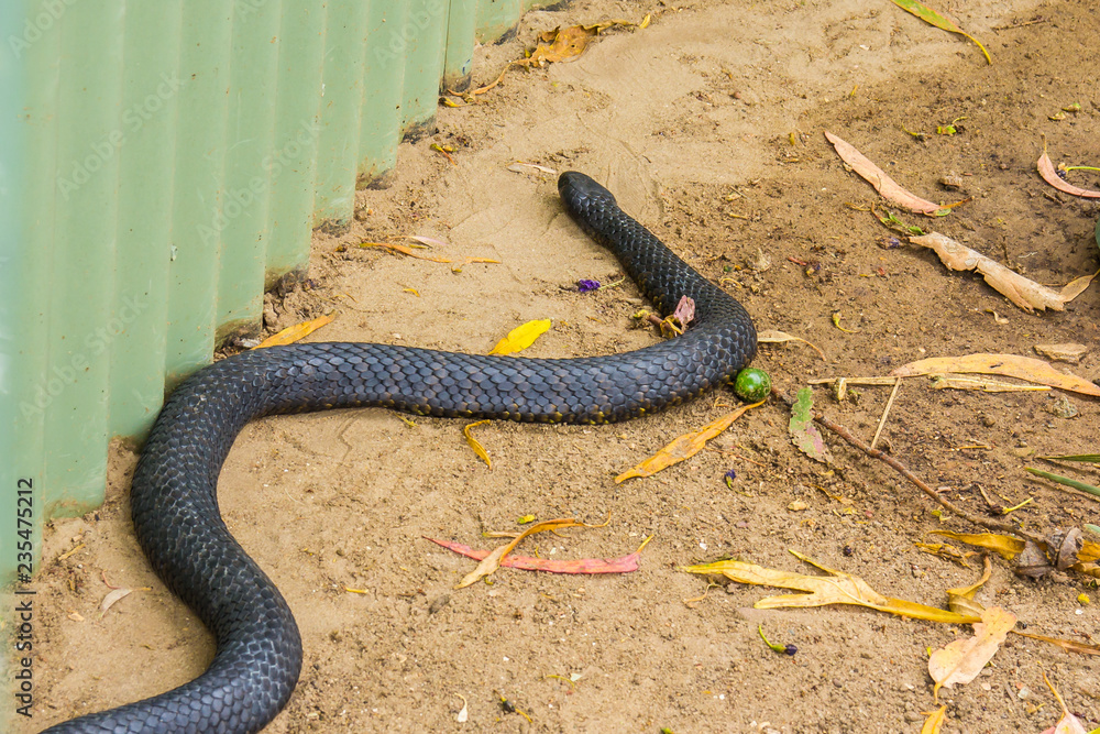 Obraz premium black and yellow coloured Tasmanian tiger snake near a garden shed