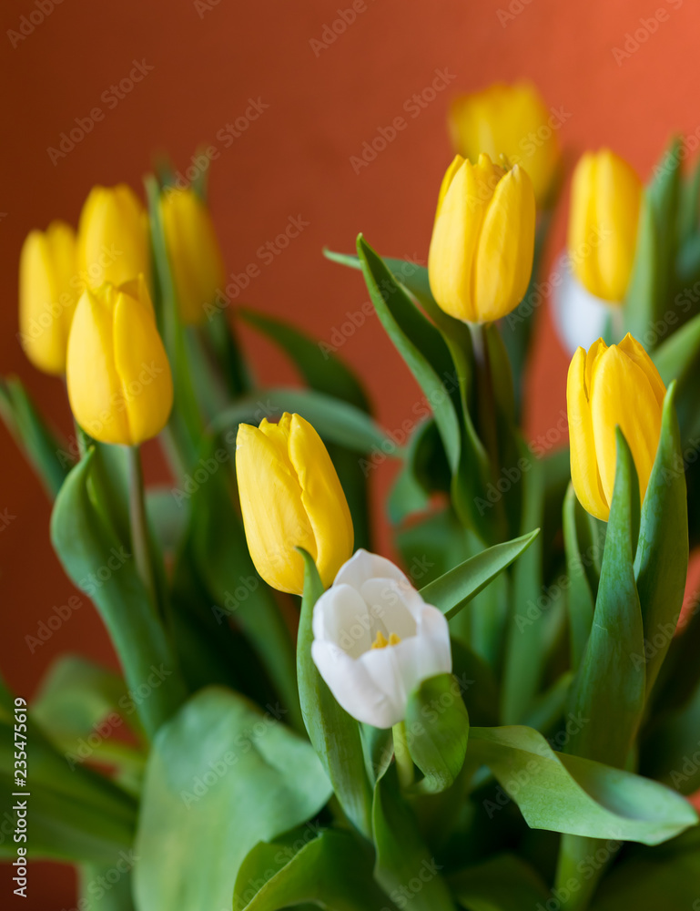 Bouquet of yellow and white tulips. Easter bouquet. Spring flowers. Bouquet of yellow and white tulips. Easter bouquet. Spring flowers.