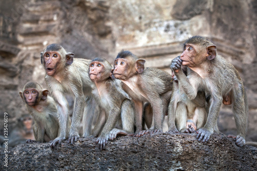 Canvas Print Monkey Family