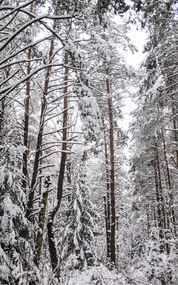 Beautiful winter snowy forest with snow covered trees, a fairy tale, mystery Beautiful winter snowy forest with snow covered trees, a fairy tale, mystery