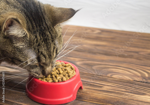 cat eats food, closeup