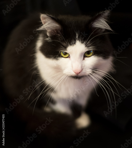 Fototapeta Naklejka Na Ścianę i Meble -  Black and white cat. Home favorite pet.