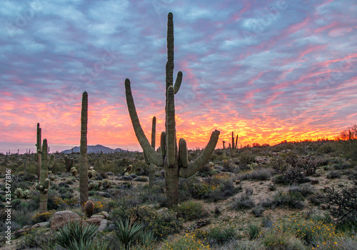 Arizona desert sunrise with cactus, wild flowers, and clouds