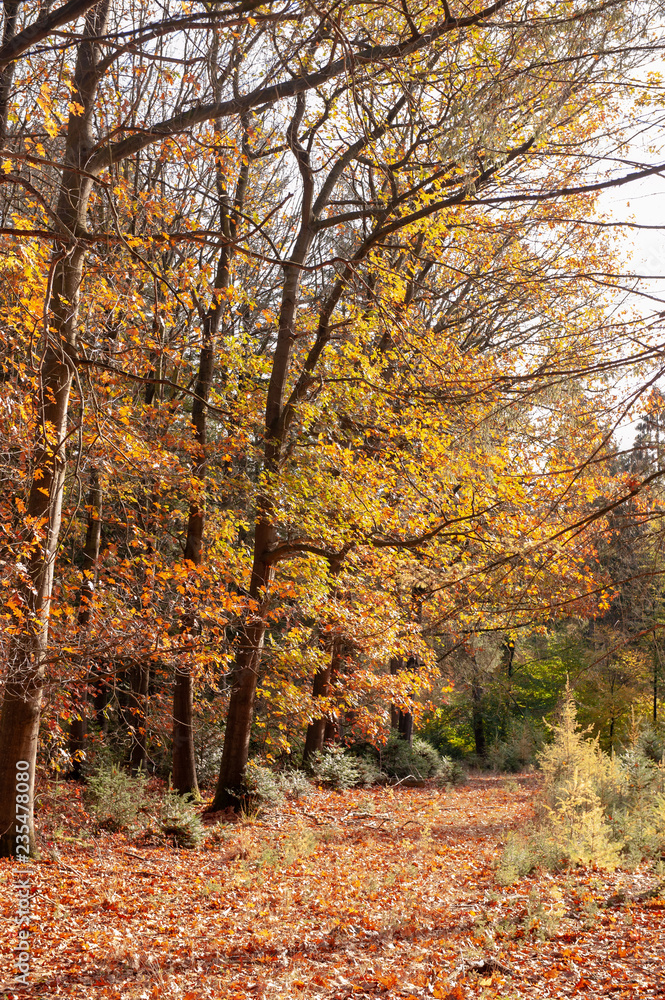 Fototapeta premium Impression of the Forest near former prison and transit Camp Westerbork, on a sunny afternoon. Image from the Town of Hooghalen in the province of Drenthe, the Netherlands.
