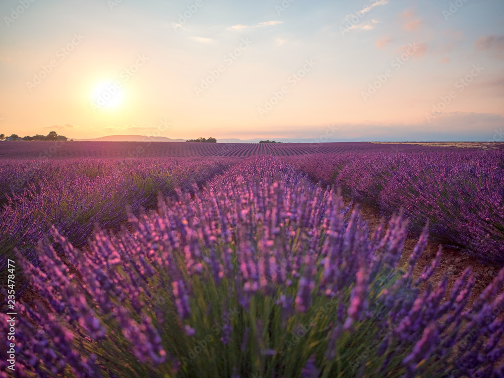 Amazing sunset over violet lavender field in Provence