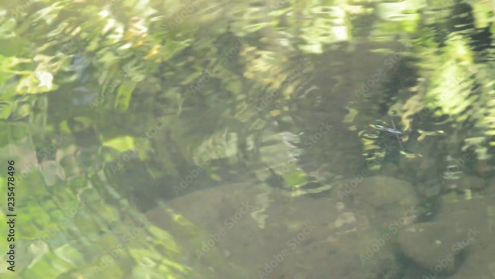 water strider or pond sketer floating on river surface in forest water strider or pond sketer floating on river surface in forest