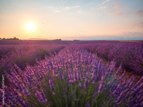 Photo Amazing sunset over violet lavender field in Provence