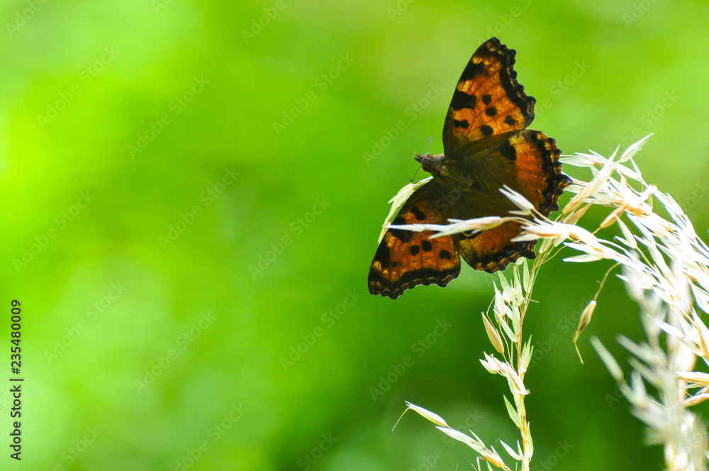 The large tortoiseshell or blackleg tortoiseshell butterfly(Nymphalis polychloros). Beautiful large butterfly The large tortoiseshell or blackleg tortoiseshell butterfly(Nymphalis polychloros). Beautiful large butterfly