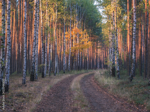 Leśna droga jesienią.