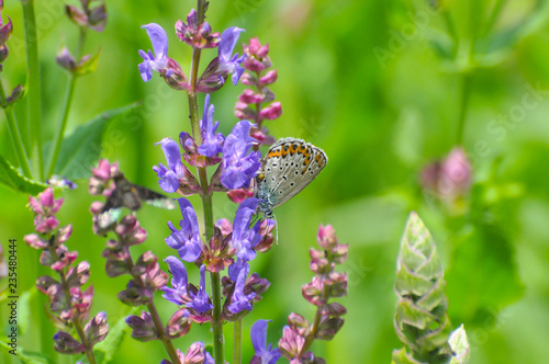 Plebejus argyrognomon, Reverdin's blue butterfly on meadow. Small blue butterfly on wildflowers photo