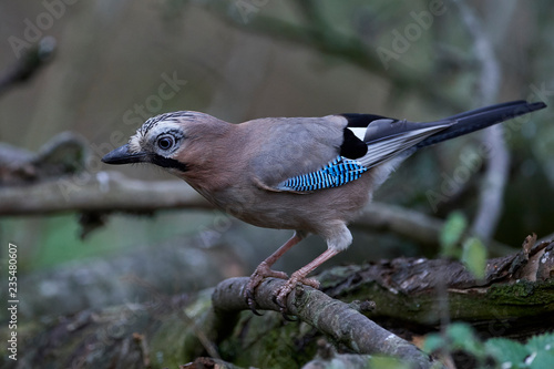 Eurasian jay (Garrulus glandarius) photo