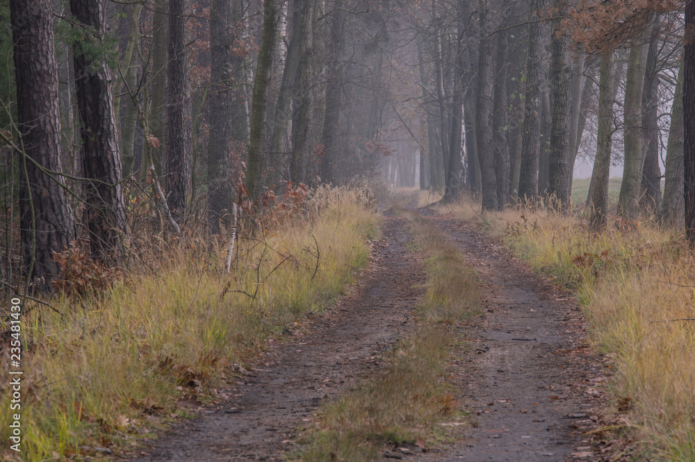 Obraz premium Leśna droga jesienią.