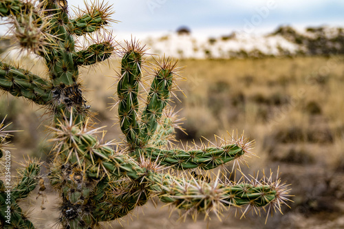 Close up shot of Cylindropuntia Imbricata growing in White Sands National Monument in New Mexico, USA