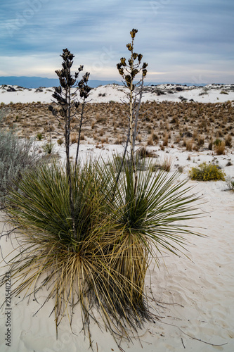 Soaptree Yucca growing in White Sands National Monument in New Mexico, USA photo