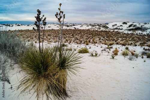Soaptree Yucca growing in White Sands National Monument in New Mexico, USA photo