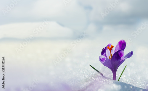 Amazing spring flower crocus in mountains in snow. View of magic blooming spring flowers crocus growing in mountains. Big panoramic photo of majestic spring flower crocus in snow