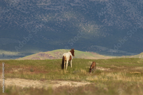 Wild Horse Mare and foal in the Utah Desert in Summer