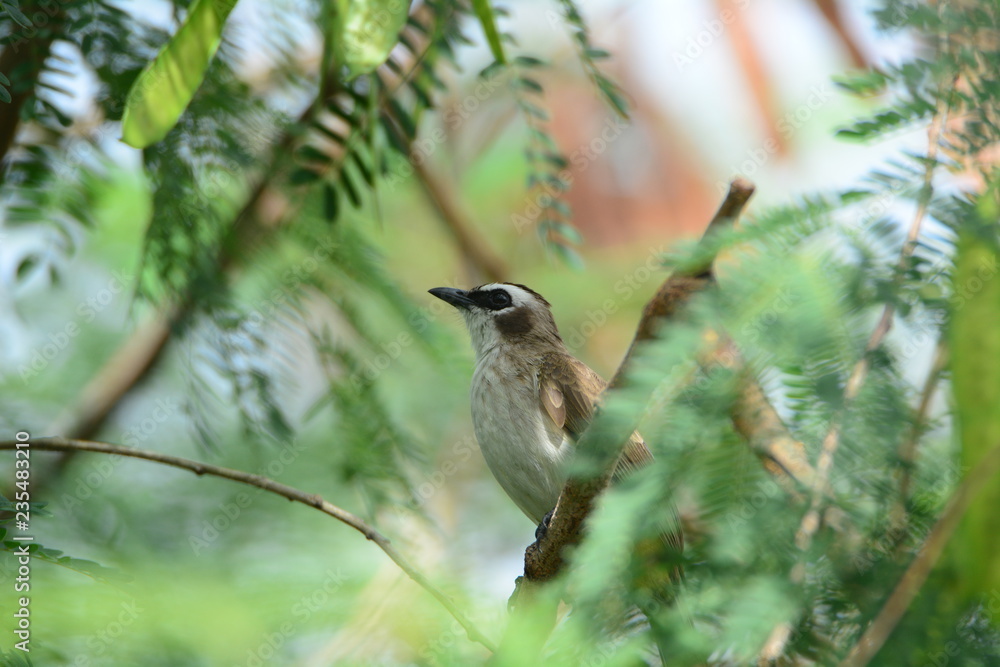 Fototapeta premium yellow tailed bird