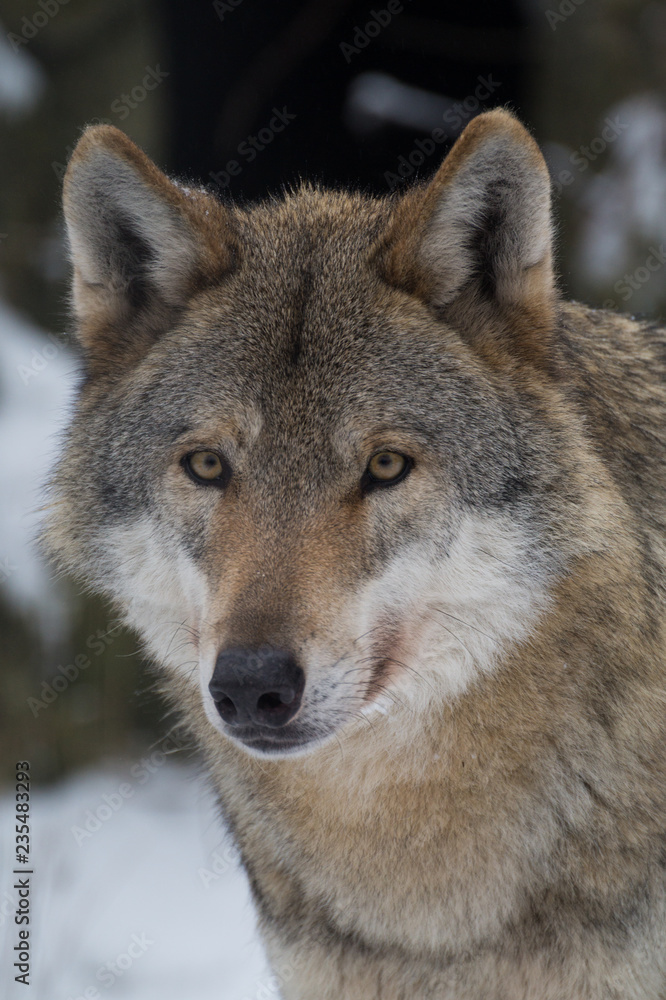 Wolf Portrait im Schnee Winter