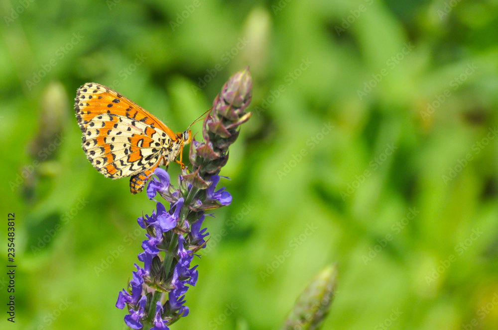Obraz premium Melitaea didyma, Spotted Fritillary butterfly collects nectar on a wild flower 