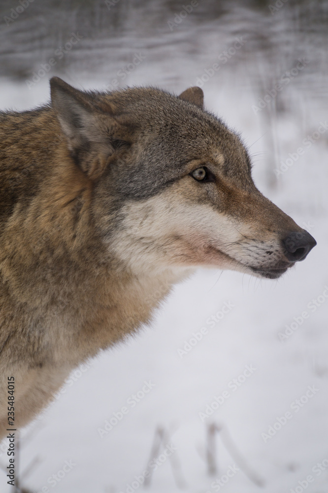 Wolf Portrait Profil im Schnee Winter 