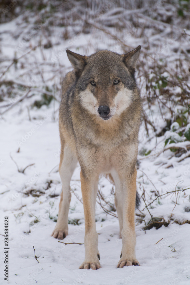 Wolf stehend frontal im Schnee Winter - Variante 1