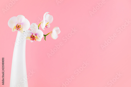 White phalaenopsis in the glass vase on the pink background