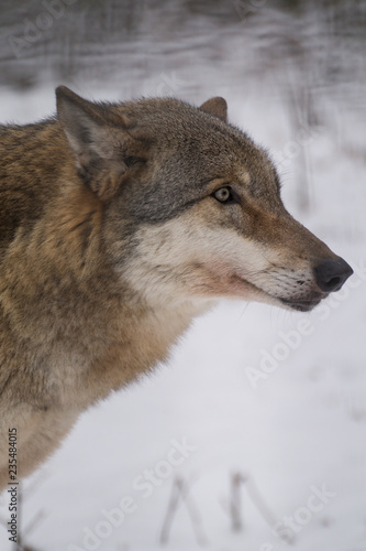 Wolf Portrait Profil im Schnee Winter 