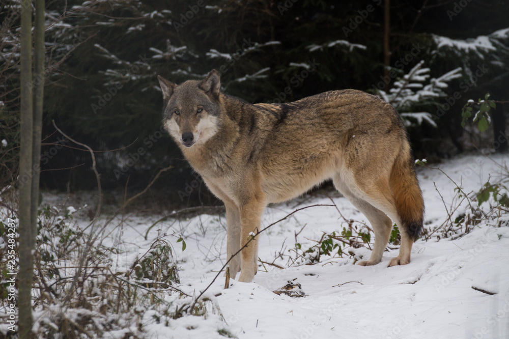 Obraz premium Wolf stehend seitlich im Schnee Winter - Variante 1